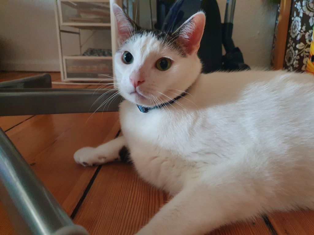 Verlagskatze Prof. Pipi, weiß-schwarzer Kater, sitzt auf einem Holztisch; Maskottchen und Experte für Katzenkultur.